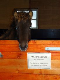 16/11-2009 Nu er vores lille puttegøj flyttet fra sin mor. Abba er 6 måneder og Lýsa har gået 1/3 af tiden. På tide at hun får lidt fred. 
Lýsa har været en fantastisk malkeko og Abba er blevet stor. Hun er kraftig og fuld af skæg og ballade. 
De første par dage græd hun naturligvis efter sin mor, men nu pjatter hun rundt sammen med Efridís og ponierne. 
Det er blevet råkoldt i Blemmelyng. Tåge og dis, regn og pludselig en solstråle er hvad der venter os på rideturene i skoven. 
Der er jægere overalt. Heldigvis kan de gule veste ses på lang afstand.
De få lyse timer efter arbejde går med at ordne dyr og stald. 
I weekenden fik vi sat enkelte træer i skellet. Det bliver helt sikkert godt.

Fotoet er af Abba i sin egen boks.... Dejlig fræk tøs... 