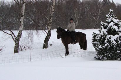 21/2-2010 Endelig havde vi en dag med sol og tøvejr. Hele dagen i går var pragtfuld og man længtes endnu mere efter varme og grønne marker...

I dag var det så slut... Det snéer og fyger igen. Heldigvis havde vi tøvejr i går, for ellers havde der været dobbelt så meget fygning. 

Hestene er alligevel ude. De står midt i sneen og æder hø. Sjovt nok hygger de sig og leger med hinanden.

Fårene er blevet klippet og er inde i den lune stald. De ser meget søde og flove ud. Maverne er ved at være godt runde. Der skulle jo også gerne snart komme nogle lam. Hvis ikke de har snydt os, så skulle de første være her i midten af marts....
 
Efridís og Skáti er vilde med at ride i sneen. Det bliver til nogle gode ture i vores lille skov... Foråret kan mærkes på dem begge. Der er lidt mere spræl på turene....

Lýsa er nu 225 dage henne. Så - hvis det passer - skulle der gerne komme føl primo juni. Vi er meget spændte på føllet.... 

Mine små drivhuse i alle vindueskarme er fint grønne af små spirer. Tomater, dild og purløg er godt på vej...

Sooooooo spring come on.... 