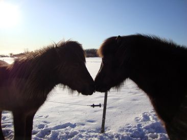 6/3-2010 Det har i dag været det smukkeste og koldeste vejr. Vi fik naturligvis sne igen. Gad nok vide, om det sner på min fødselsdag i juli????

Hestene nyder at være ude i det klare vejr. 

I går skulle Örn lidt under behandling... Det varer jo ikke så længe før vi kan begynde så småt med sadel og trense. Så jeg striglede og hyggede omkring ham, hentede sadlen og trensen, lagde sadlen på, spændte gjord, gav ham trense på og trak ham ud på en gåtur. IKKE ET KVÆK - IKKE ET SPJÆT..... HVILKEN FANTASTISK HEST............

Nyd fotos af drengene i det klare frostvejr... De ligger på drengenes egne sider samt under sne i Blemmelyng...