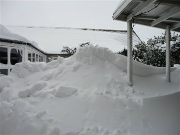 24/12-2010 Så er kong Vinter igen på spil....

Atter sneet inde og sneen ligger som en kæmpemæssig hvid dyne overalt. Måtte rydde gange til hunde, katte og os i den 1,5 meter høje sne og dertil kommer driverne, der nogle steder er i taghøjde. Hønsene er taget ind i værkstedet, så kan jeg i det mindste fodre og vande dem uden at skulle grave mig ud til dem hver dag.

Hestene og fårene er i stalden og kan desværre ikke komme ud. Heldigvis har vi en boks ledig til møget....
Det er vist ikke helt normalt at have en mødding indenfor??? Det er rart med en stor staldgang, så kan de bevæge sig lidt mens jeg ordner boks.

Vores kære julegæster kan ikke komme frem, så der er mere end nok gås til os!!! Noget må i fryseren!!!

Vi ønsker jer alle en glædelig jul. Håber at I har fået besøg af gæster eller er kommet ud til jeres kære. 