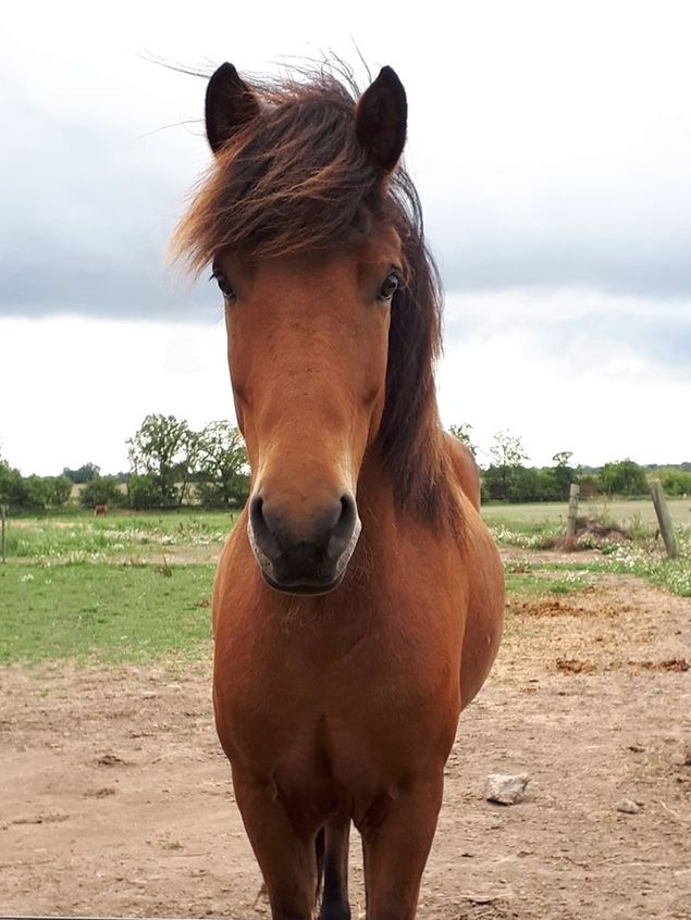 Min skønne Frosti er solgt til Anja og Peter - jeg er vild med den hest, men desværre er han meget nervøs anlagt og ikke så god til det dér turridning med mange mennesker. 