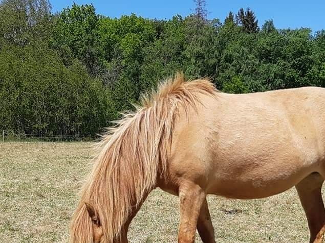 Ballerína fra Engholm er flyttet hjem til sin tidligere ejer Anja og Peter. 