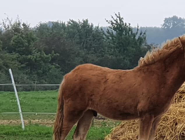 Dejlige Lévi er solgt til Michala og Mads... og han kommer stort set til at være nabo til os. Hjertelig tillykke med denne dejlige dreng, der er efter Sía og Gasse. 