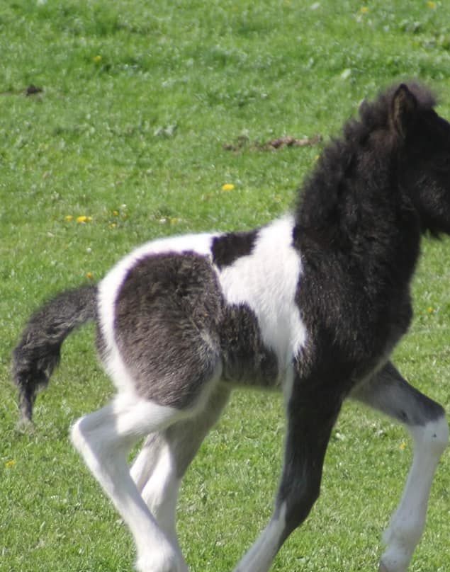 Seidur er en smuk ung hingst, der dog har vist sig at være ret reserveret i forhold til mennesker. Han var efter 1,5 år ved at vænne sig til at være i menneskehænder. 
Derfor valgte vi at lade ham gå videre til Mathilde, der forhåbentlig vil kunne bruge den fornødne tid på ham. 
