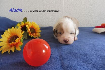 Aladin bleibt Aladin