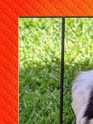 Panda 4 Wochen alt