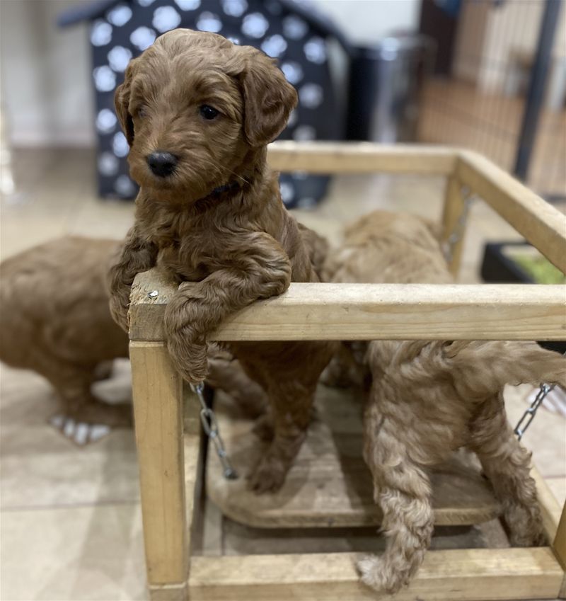 Donald, der Kleinste