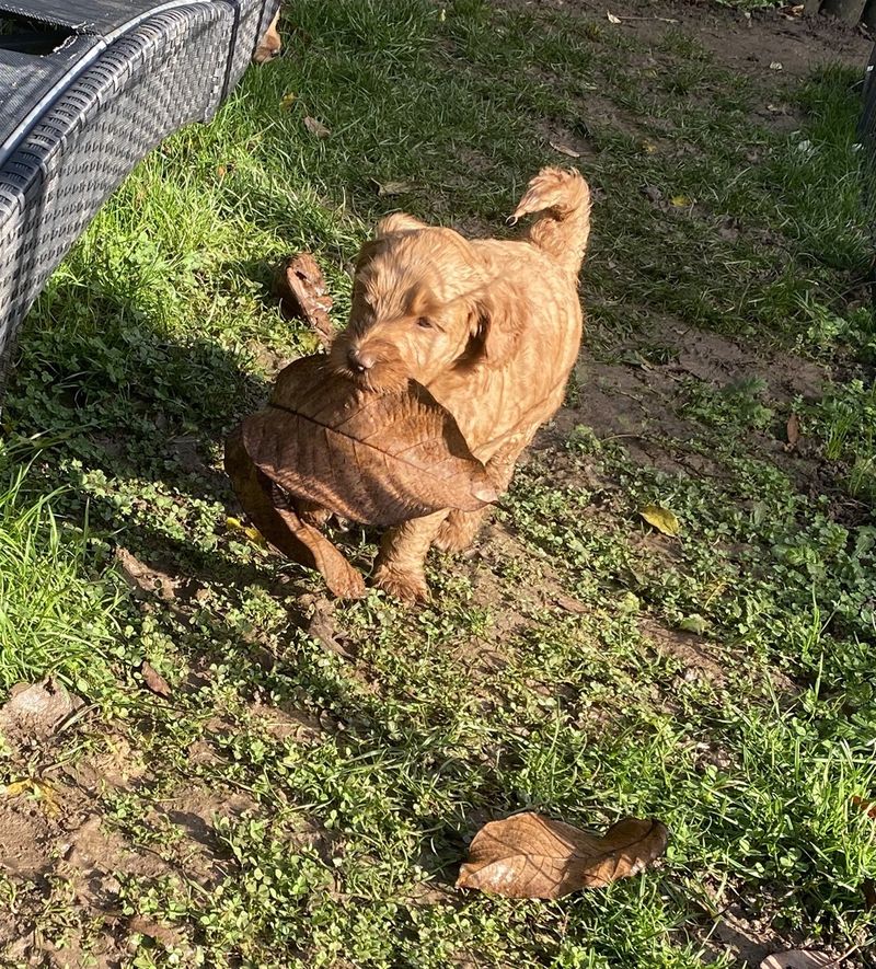 Sunshie-Doodle Transport by Dieter