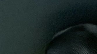 Auch wenn Farbe immer 2.rangig ist, freue ich riesig dass Edgar black/tan ist.