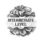 Intermediate Surf Level