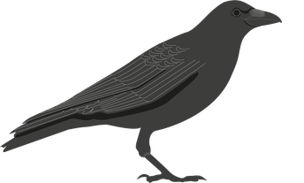 crow
