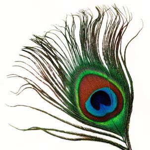 All Seeing