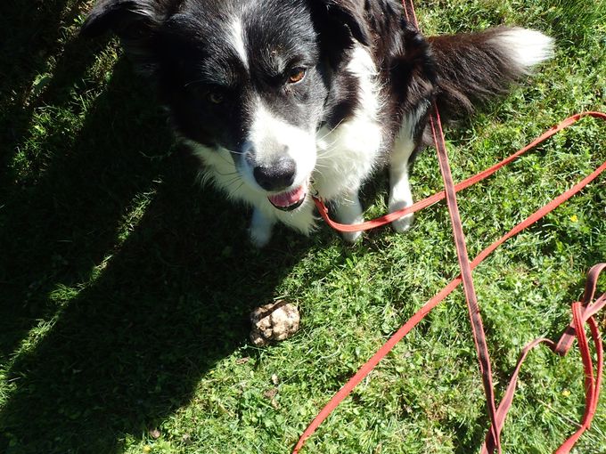 Wilma är otroligt duktig på att hitta Stjärnhovstryffel. Bra år brukar hon nosa upp flera kilo sådan.