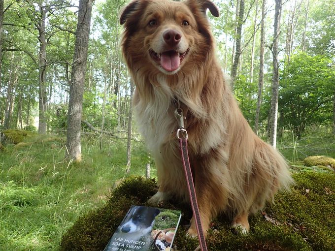 Basse minature american shepherd poserar stolt med boken där han förekommer mycket