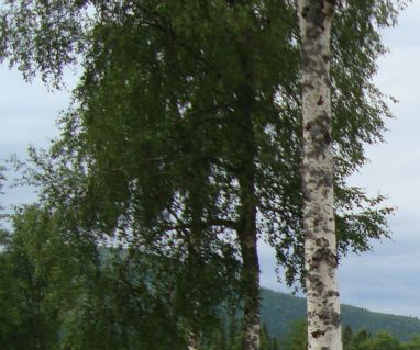 Fint område for kveldshygge med bålpanne og benk med bord.