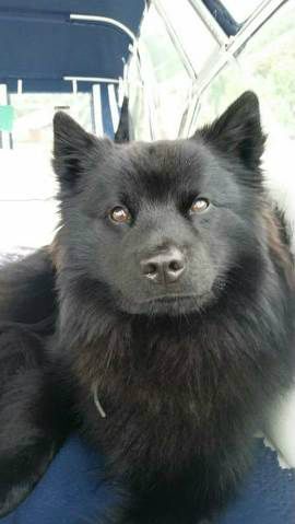 Rognebergtrollet`s Favru