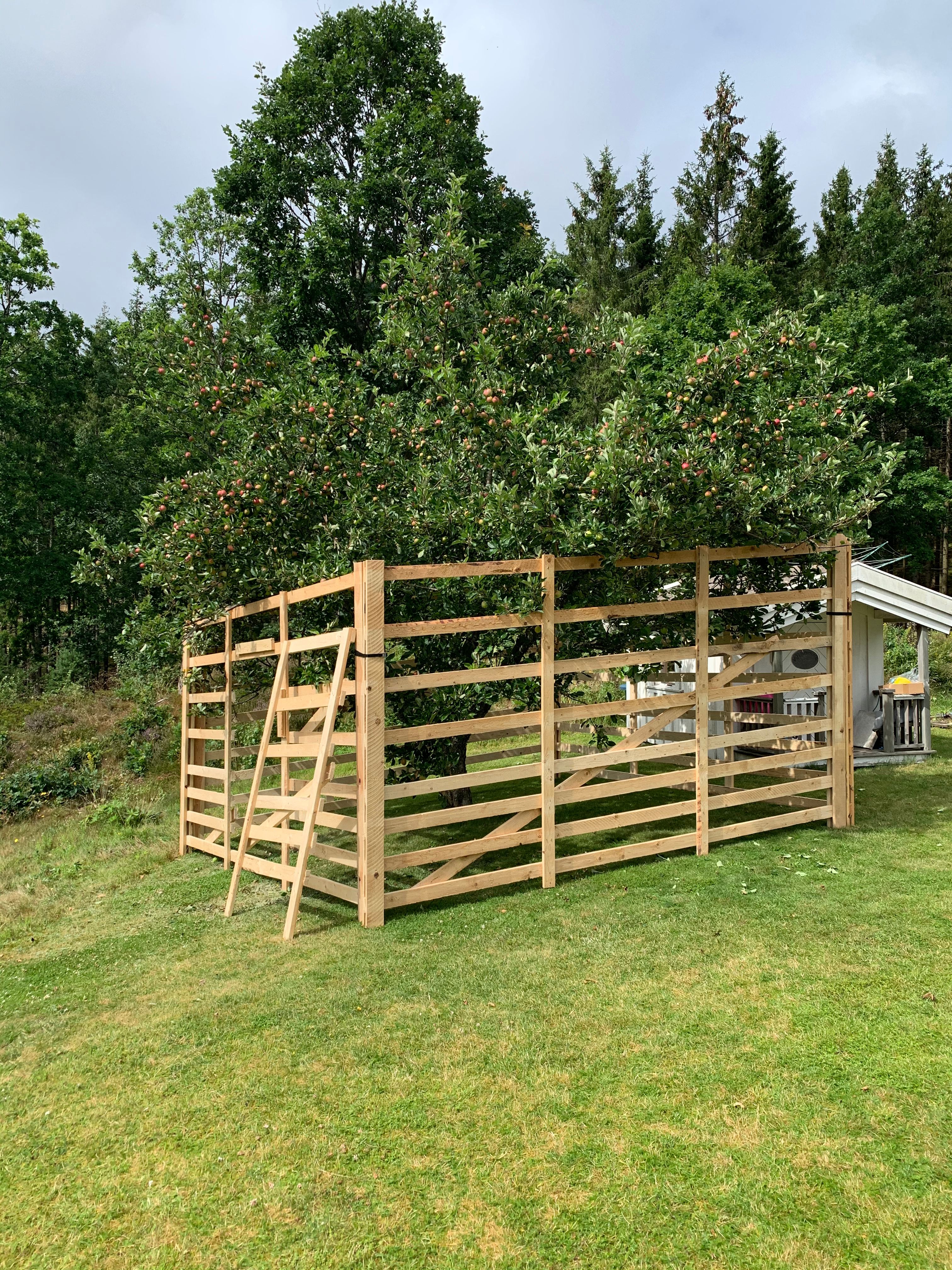 Skydd för fruktträd -  Hägna in ditt fruktträd med viltskydd mot klövvilt