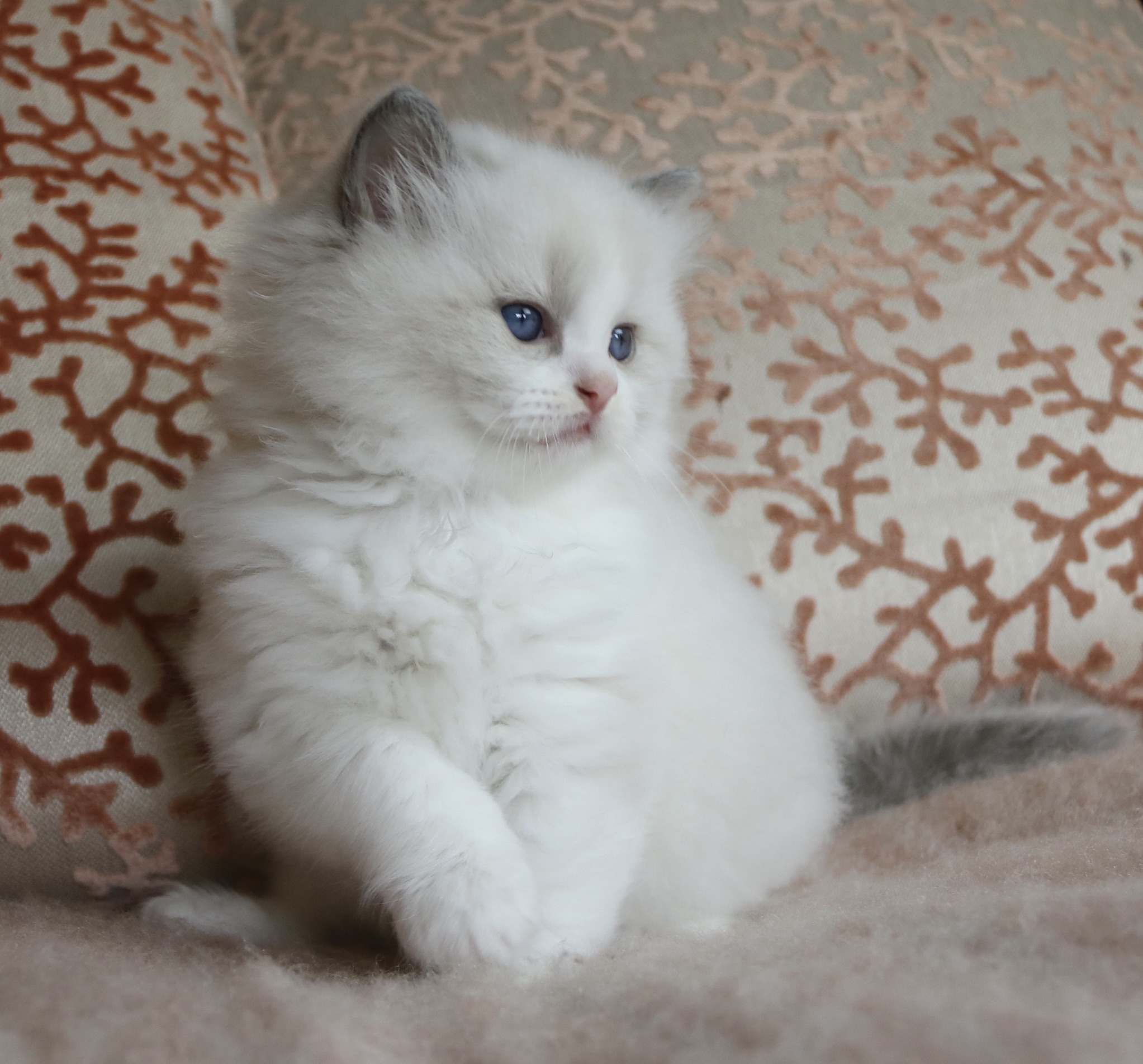 14B6DE6A-D1A0-43C4-A963-447385AAC32E_1_201_a