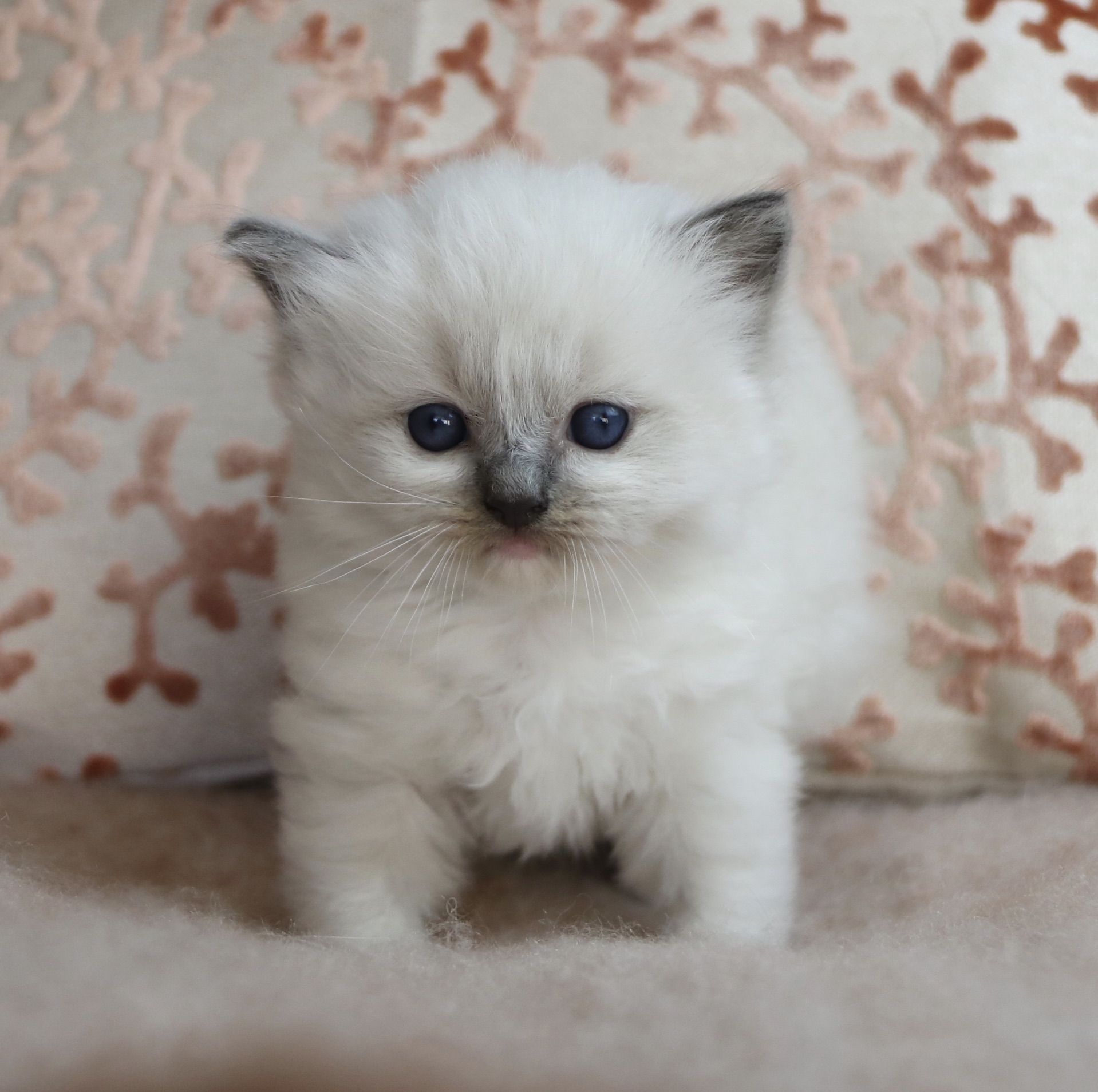 3F905BE3-2A22-4C5B-8870-399679F13017_1_201_a