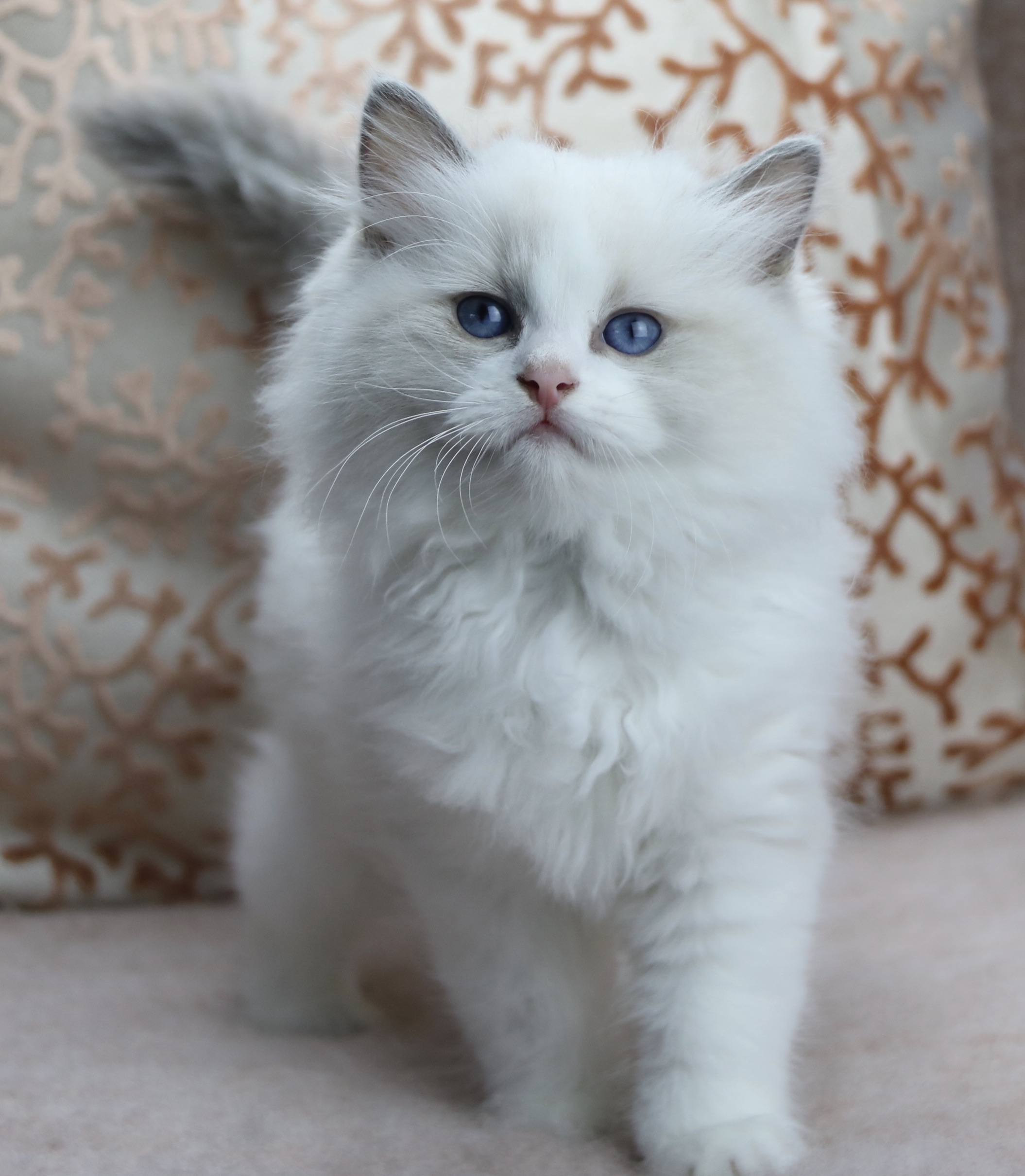 61FDFDA2-0907-422D-BEC8-E081DF045084_1_201_a