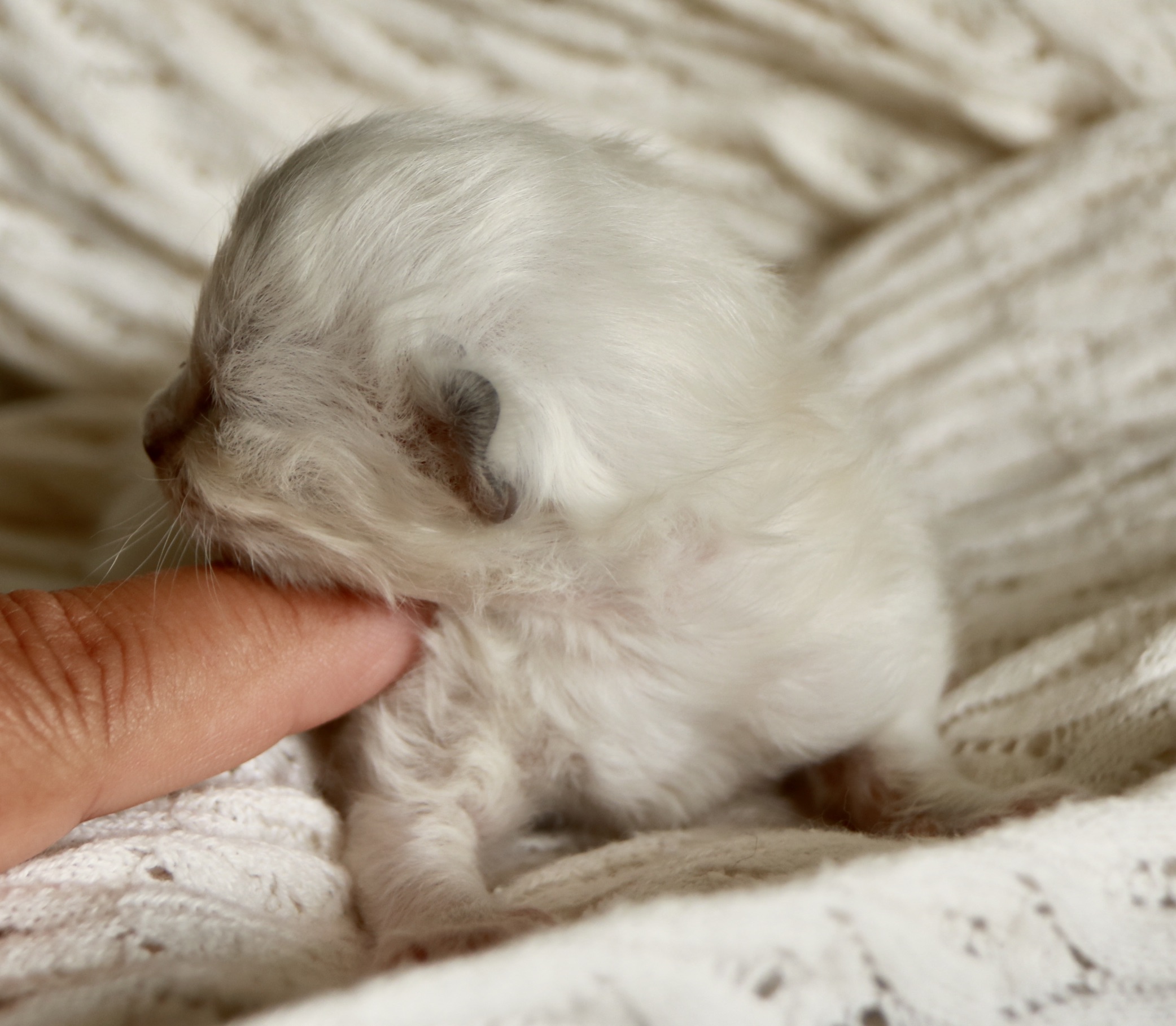 A643147A-5CF4-44EC-899D-7F3E72CCCD04_1_201_a