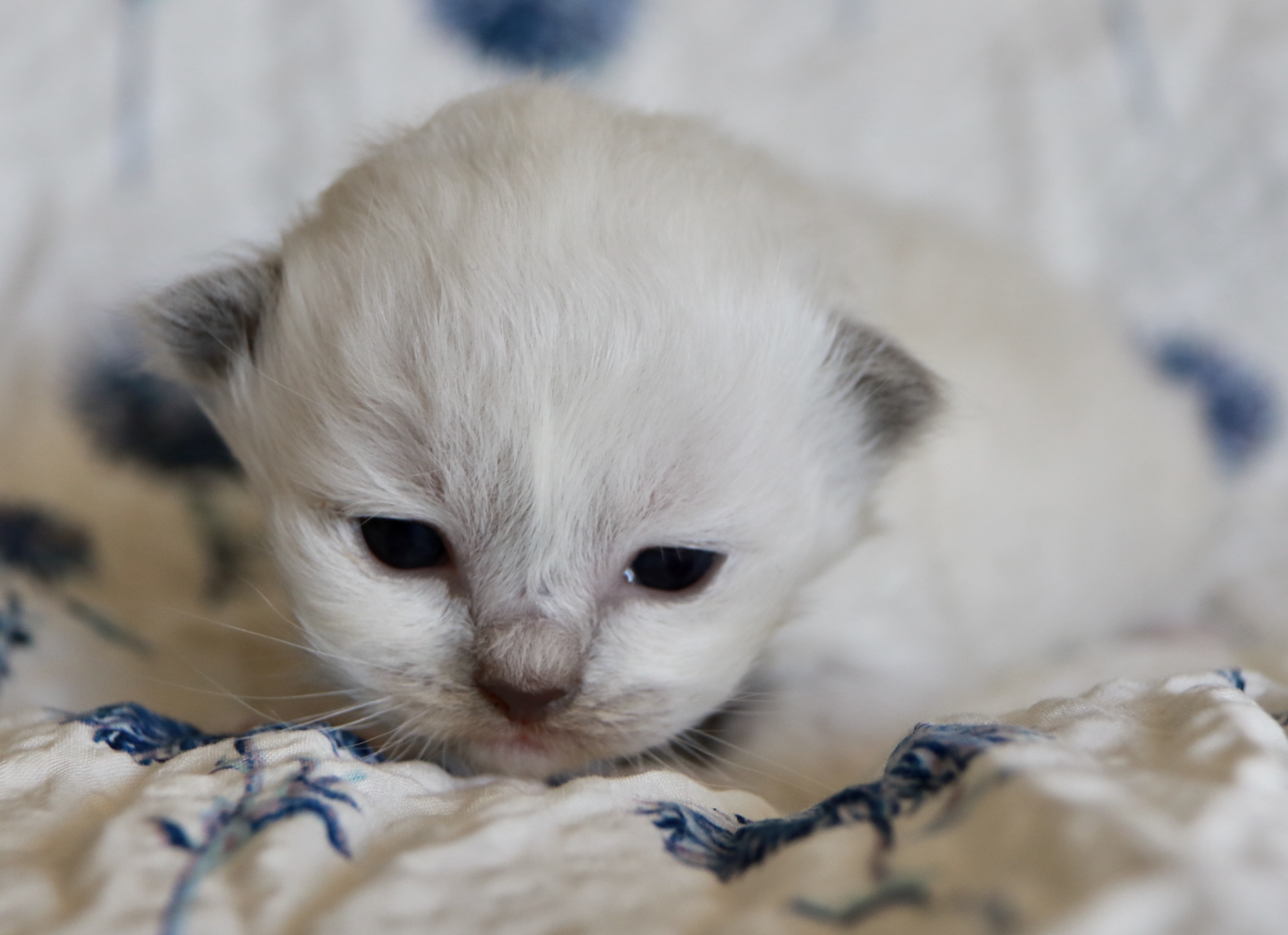 C68232EB-9D0F-4FBA-9E4B-17C76ABC3BD2_1_201_a