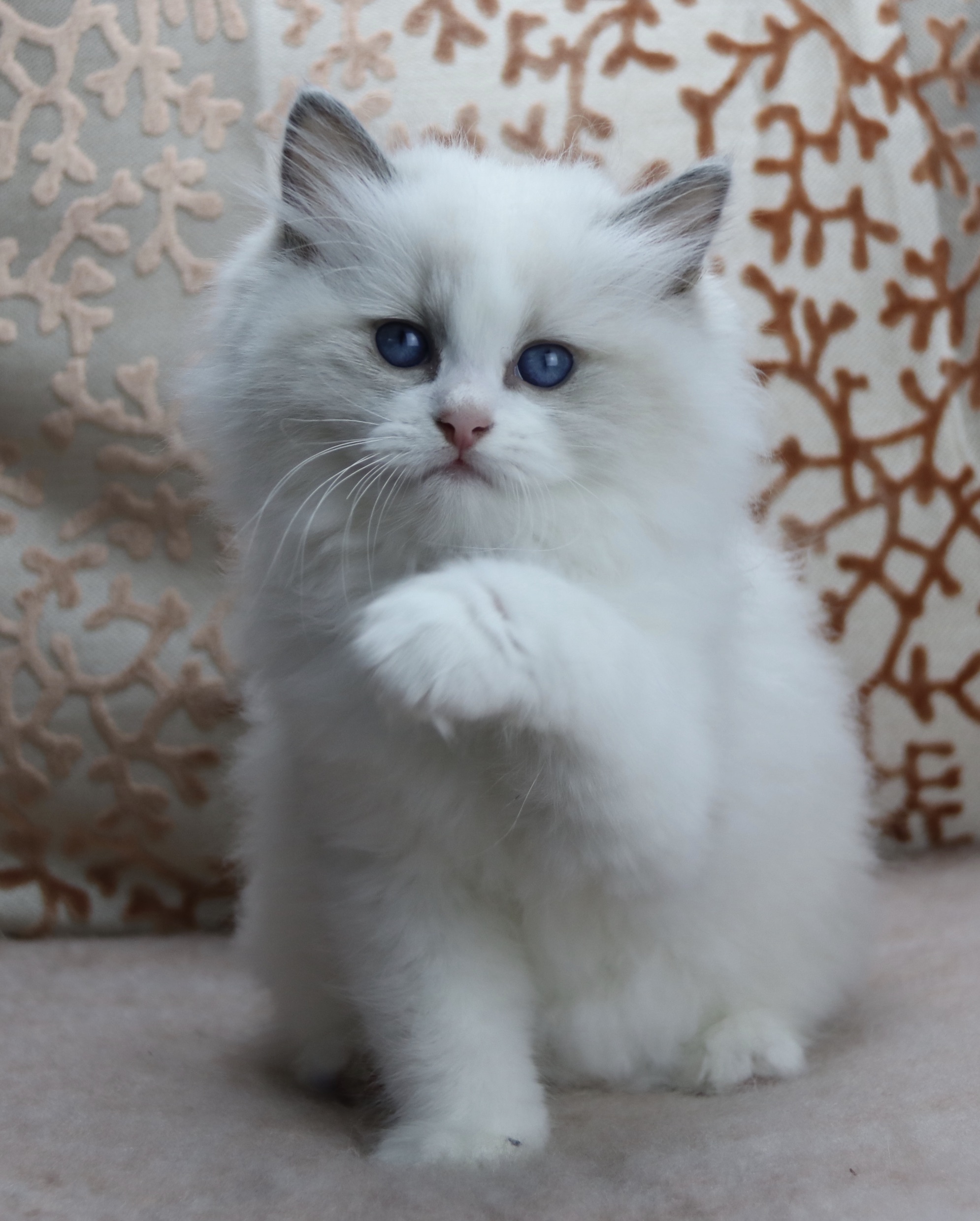 D2E6E231-572C-47E4-B900-7123BA423C63_1_201_a