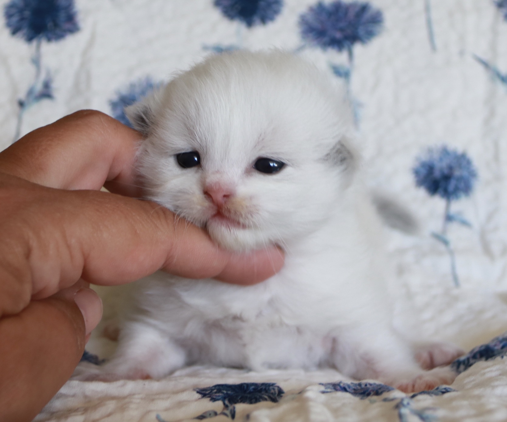 DFDC584E-4B1C-4197-8B7D-EC32F69F6CDF_1_201_a