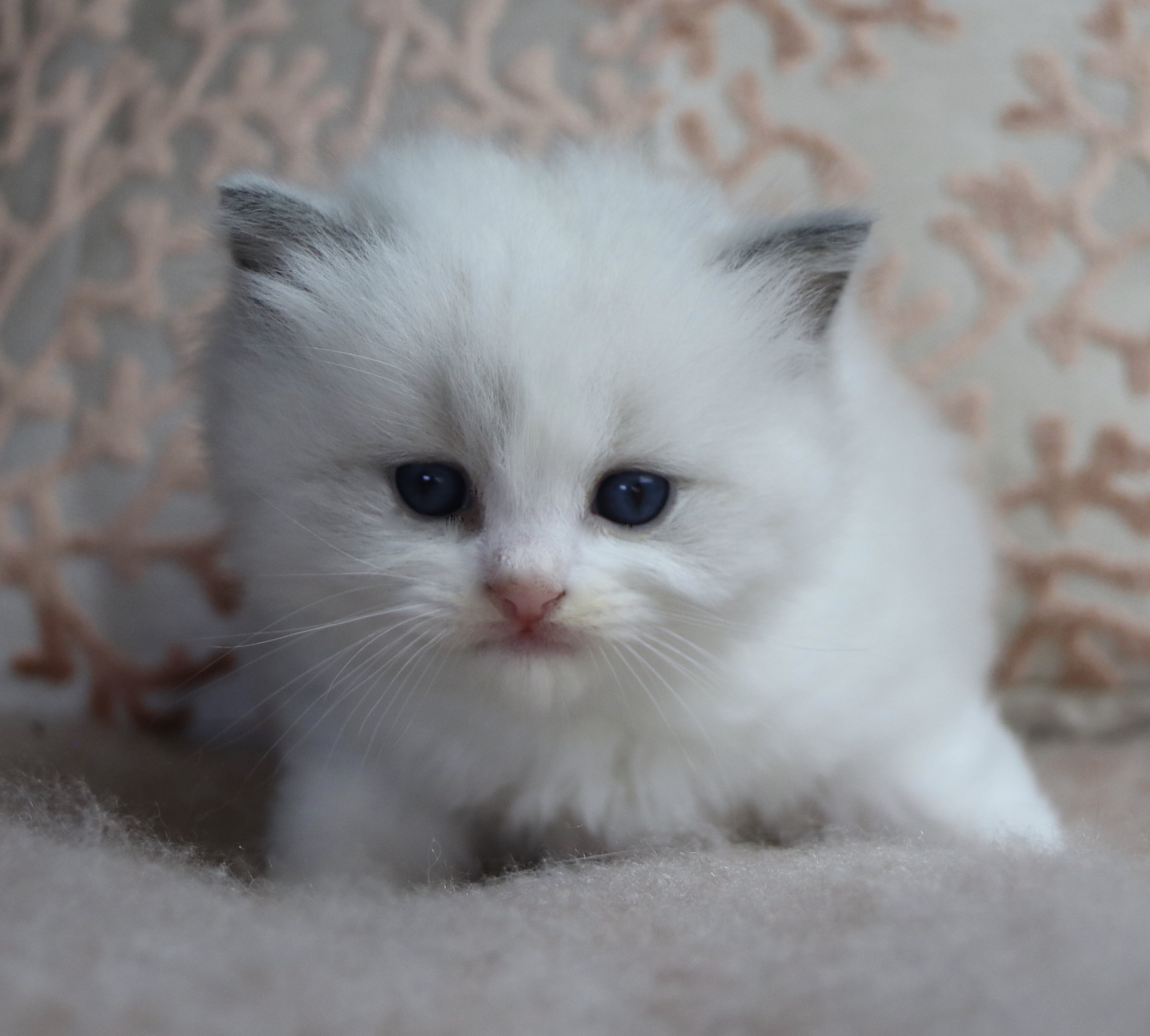 FE468723-7F04-4C6E-82D0-D3AEDAA1636B_1_201_a