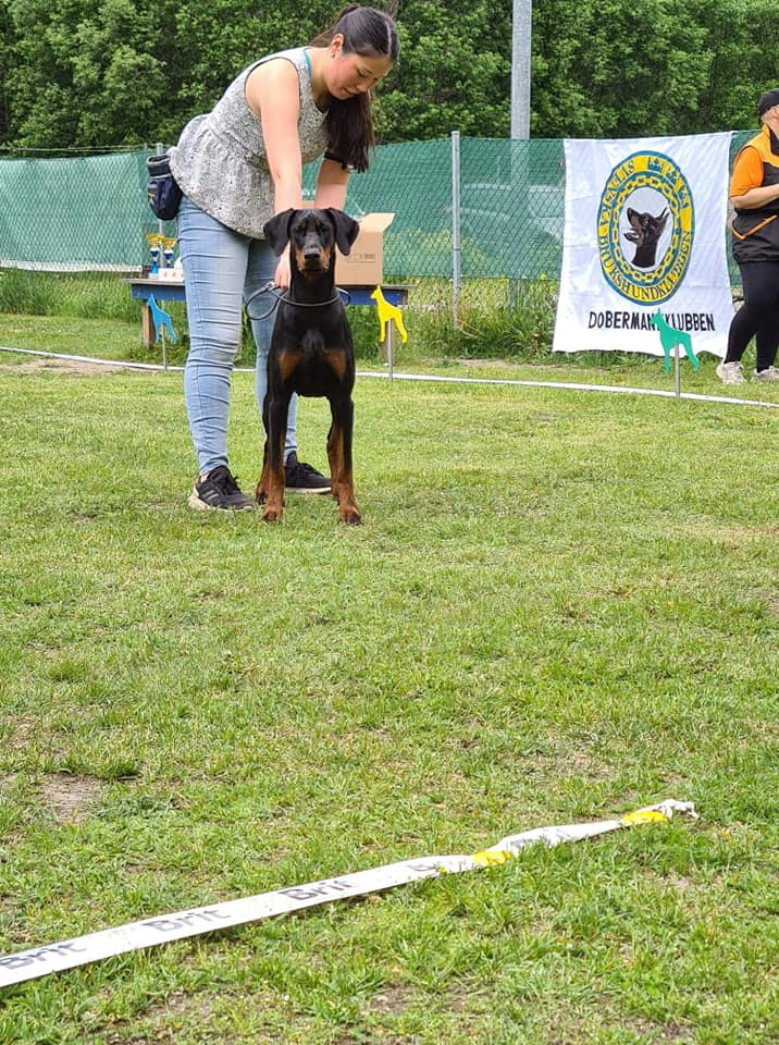 Svensk Dobermann Special Sthlm LO Täby