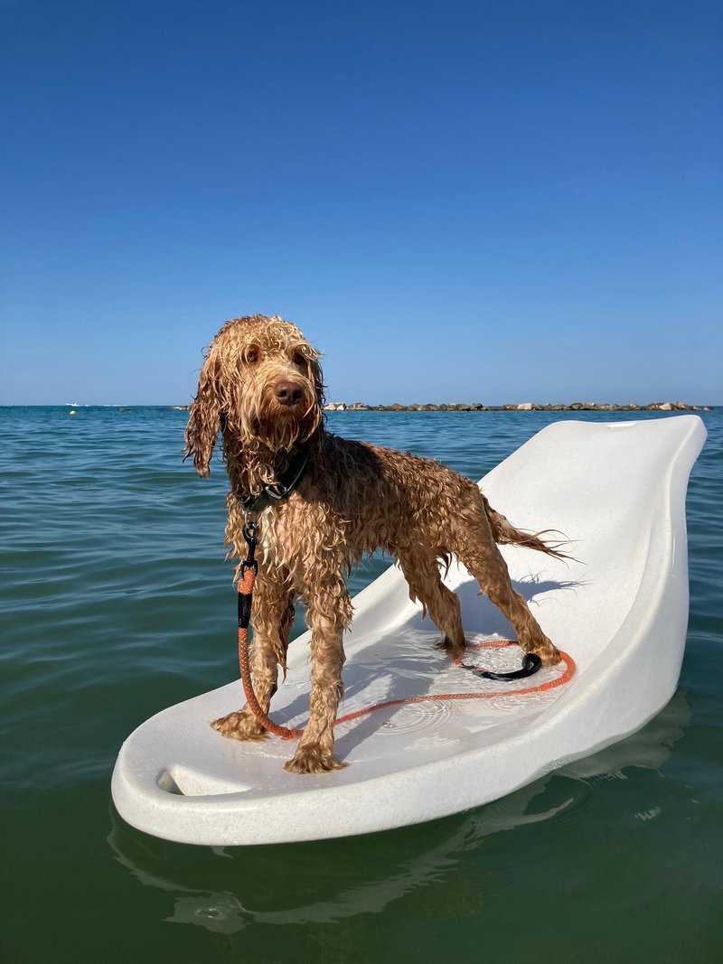 franky paddleboard franky paddleboard