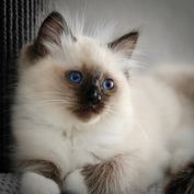 SwissDolls Berlioz