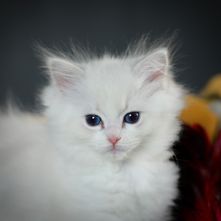 SwissDolls Coco
