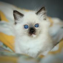 SwissDolls Hugo