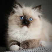SwissDolls Duchess