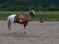 Tyzon`s prestasjoner 

Tyzon har ROM (Register of merit) i Trail 

Og ROM i reining 

Tyzon har 6 performance poeng i Amatør trail 

Han har totalt 27 performance poeng i open, fordelt over 15p i trail, 10p reining, 1p hunter under sadle, 1p pleasure 

Og han har Grand champion halter 2p 

Gull i det Svenske mesterskapet i Trail, 

Bronse Svenske mesterskapet i reining 

Beste Paint i Norge 2003 

7pl. Barrel race EM 

Han har også 2pl. Lett B. dressur, og han er den første Painten som har gått ordinært galopp løp på Øvrevoll. 

Kan også vise til oppvisninger som: Hellerudsletta, Oslo horse show, dyrskun Seljord, stavs martnan, defelering på travbane, tv 2, 4 juli parade Oslo, beitohallen på Beitostølen, og mange mindre arrangement. 

I tilegg er han en utrolig god skolehest. 

Tyzon har også vist seg som en topp avlshingst, med flere avkom med internasjonale poeng.
