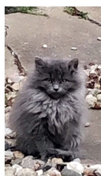 Dusty fra Lillebrænde