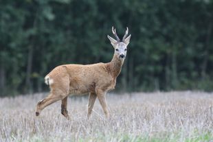 Råbock