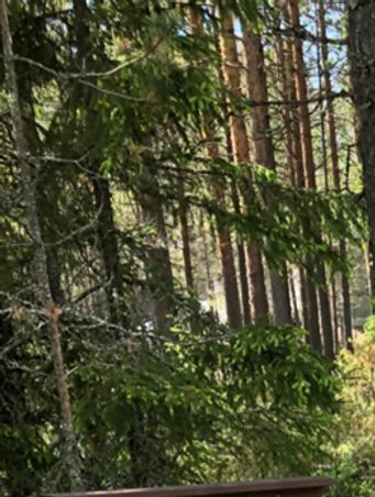 Särkäntähden grillipaikka_1
