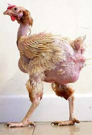 This is A Chicken called Sandwich....Check out her story on the Small Tales post....Jill
 A year has passed and still the stealing goes on! To-day was a good example of this. First a little reminder of where we were a year ago when I began to tell their story.
     The first time they ever saw daylight was when I rescued them. It was a late summer evening when a hundred cladly dressed Hippy Chicks filled my beaten up old car. I'm sure they didn't mind, as they were due to be slaughtered. Meanwhile, a friend of mine had just received a delivery of superb looking hens from the Cotswolds. There was no comparison. They were indeed Posh Chicks with every feather intact. 
     Well time has moved on and I'm delighted to say that all of the hens survived their ordeal and apart from the twenty hens I kept, the rest were re-homed and happy. That's more than I can say about the Posh Chicks down the road. 
     Sadly, the Time Stealers are always about and they come in many different guises. This time the guise was a fox. You see, timing is very important if you don’t want to lose anything and Posh Chicks were let out too early. It was still dark when the fox attacked....and the rest is history!
      Meanwhile, the Hippy Chicks have survived the outdoor life and now have an abundance of feathers. We also have some Posh Chicks these days, but you can hardly tell the difference. They do have a story to tell however, check it out on SMALL TALES page!

    