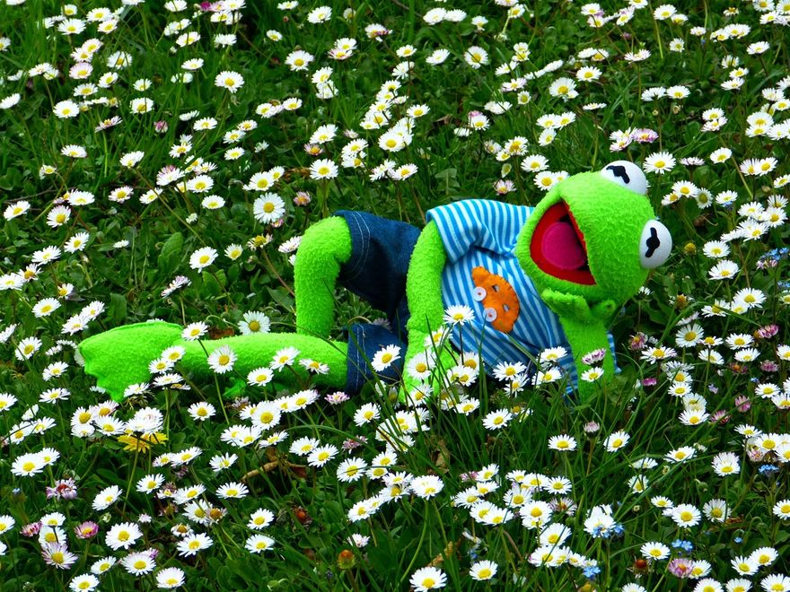 Kermit the frog