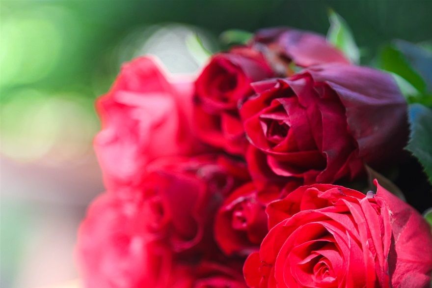 20 Euro roses!