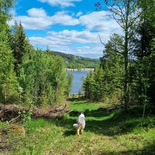 Fra Holtet og ned til Dølisjøen