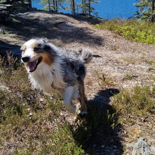 Gal hund