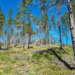 Åpen skog