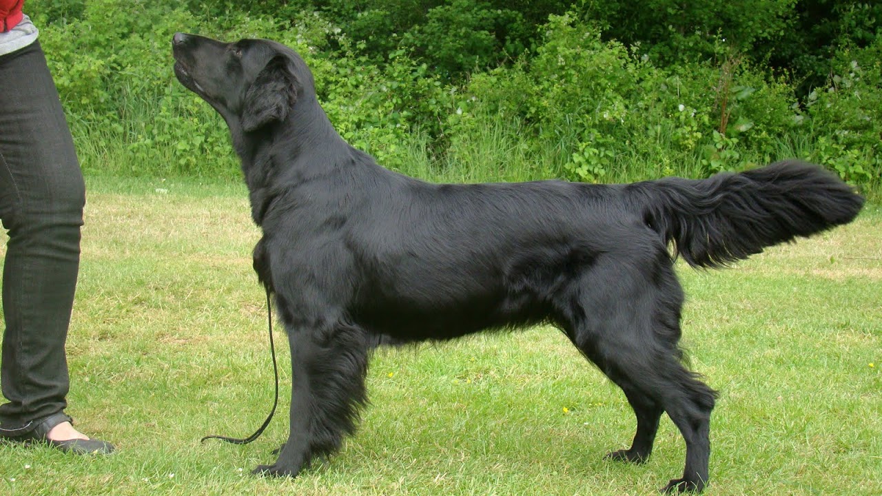 Tanima Flatcoats Amazing Grace "Keelah"