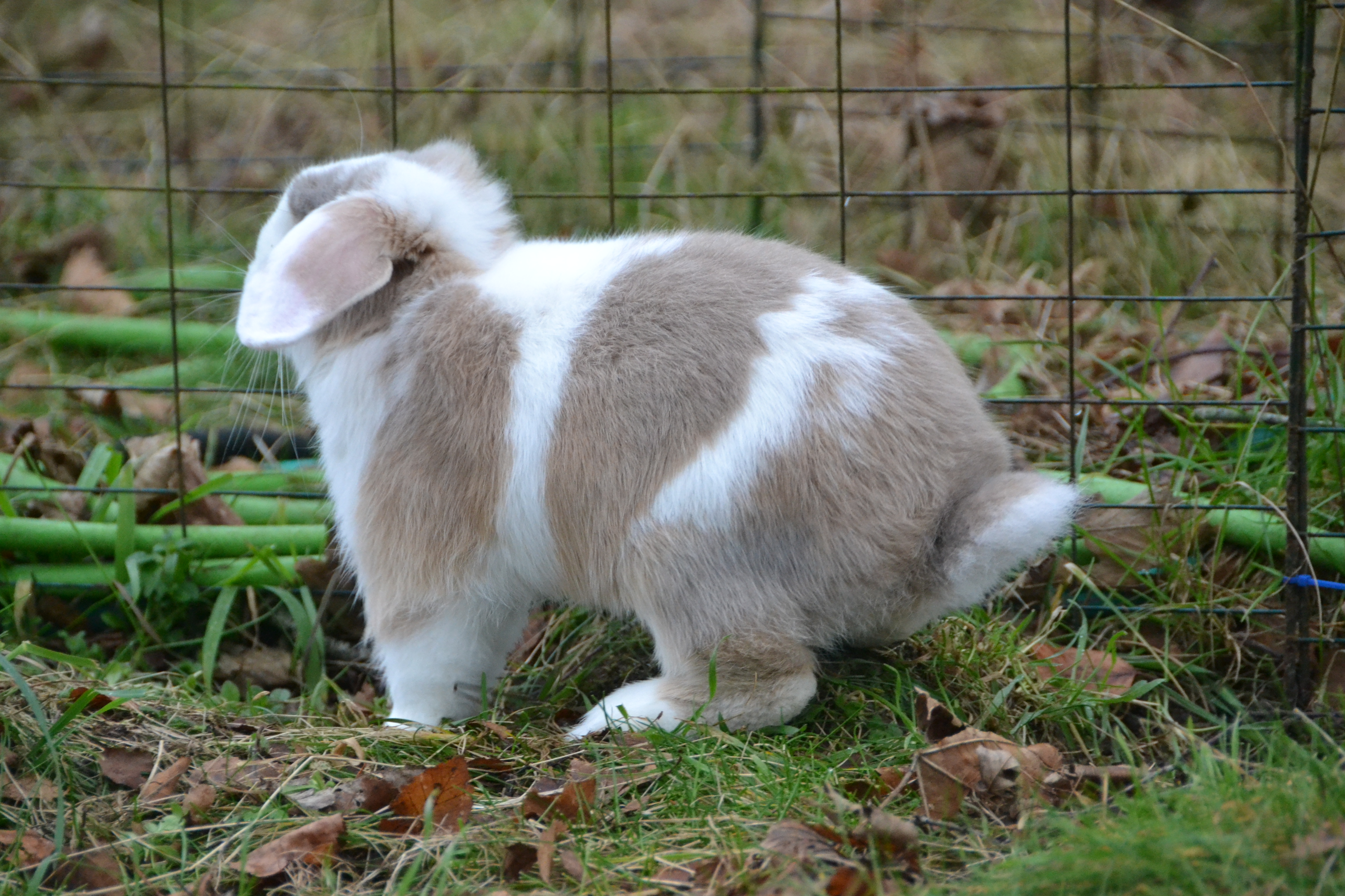 Buster2