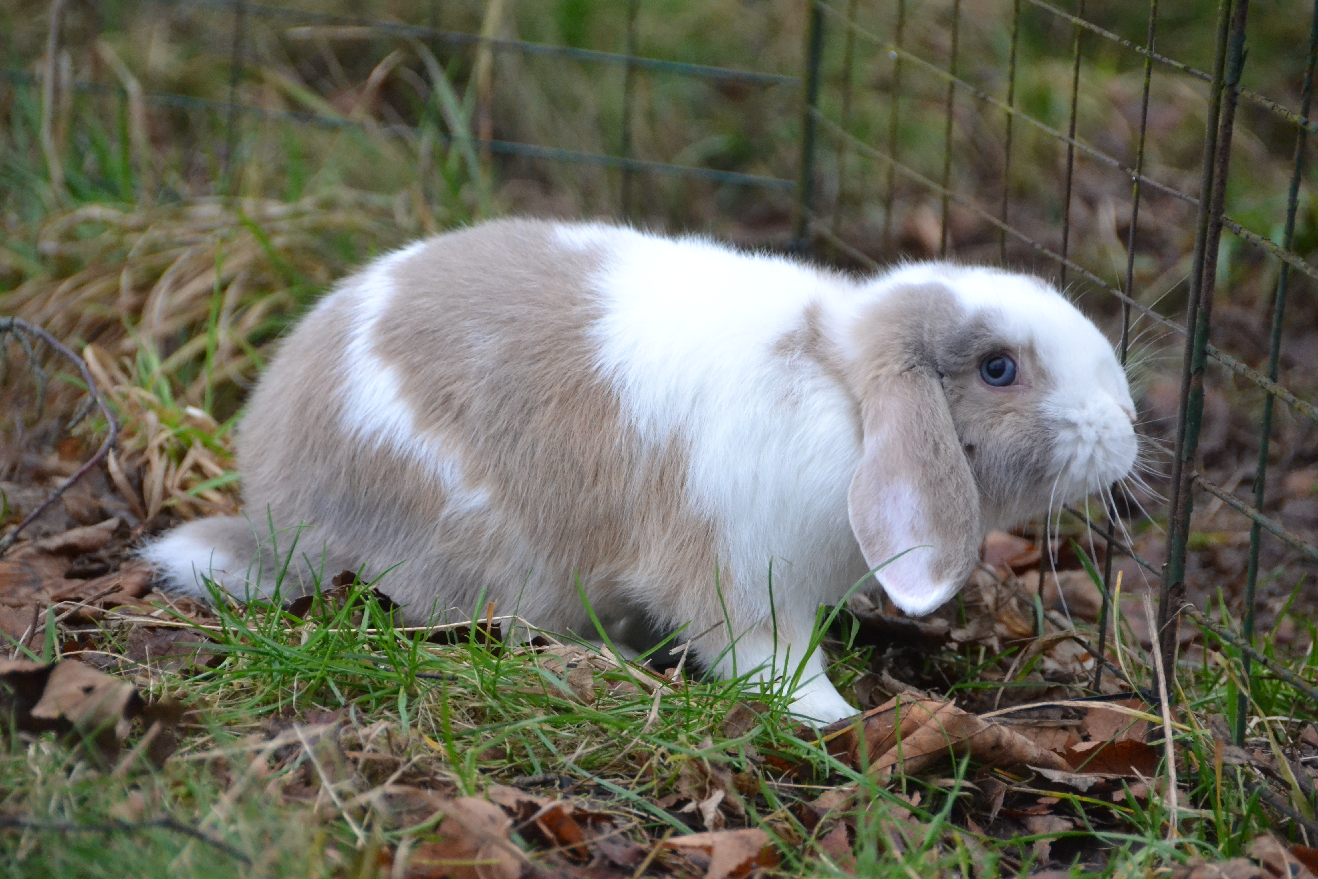 Buster3