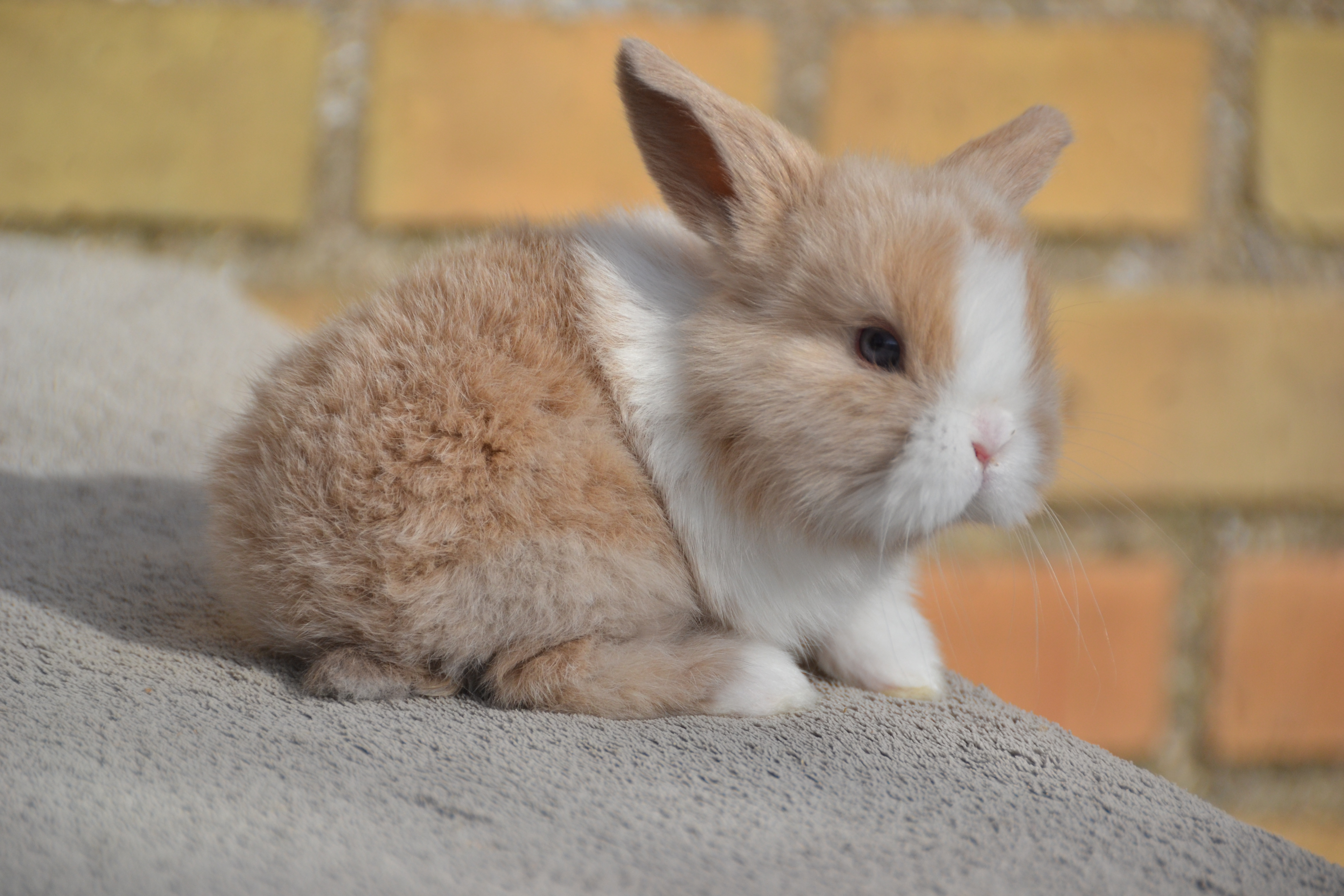 Dværgvædder - Unge 2627 Han - Solgt