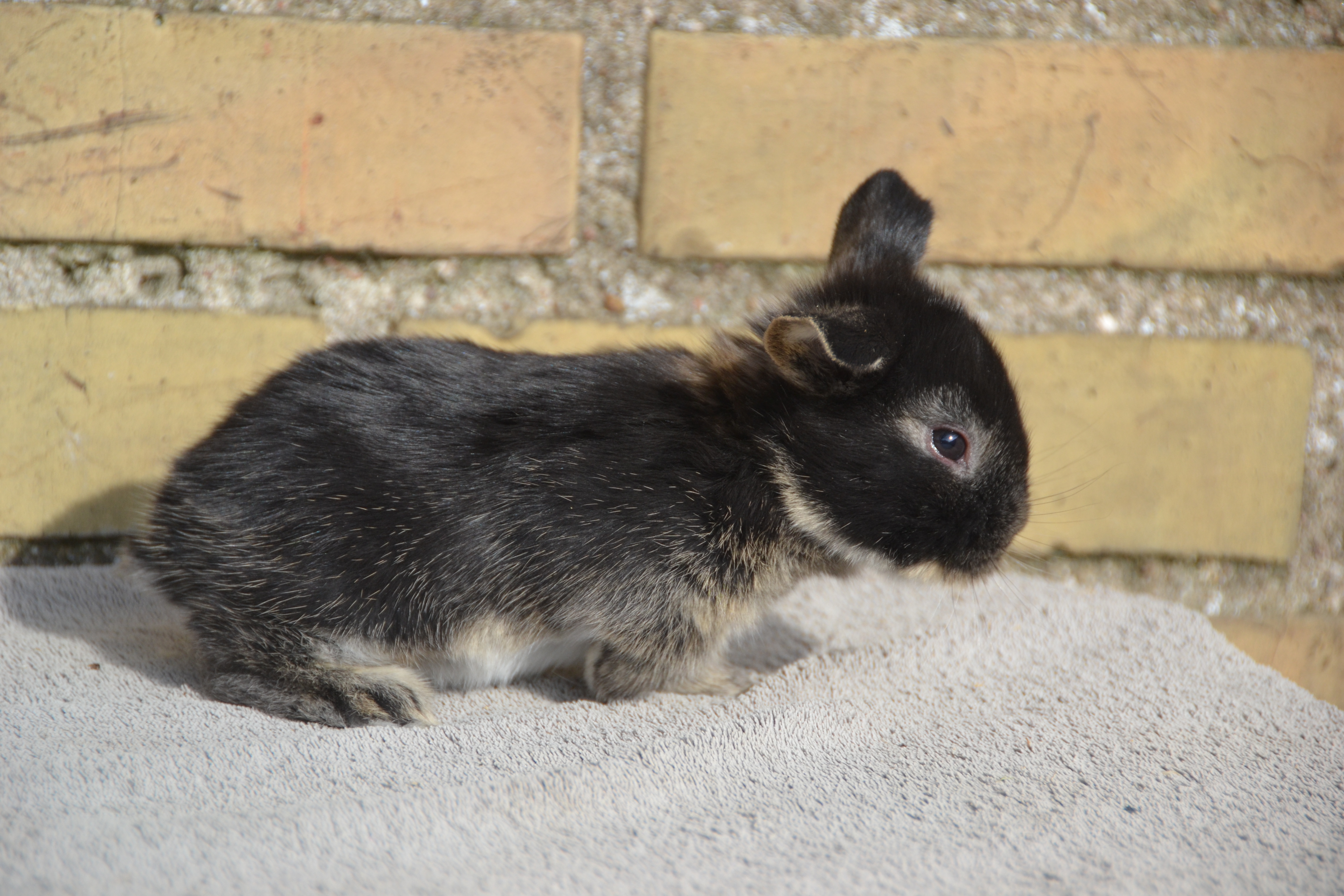 Dværgvædder - Unge 2634 Hun - Solgt